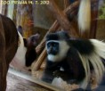 /album/fotogalerie/opicky-a-flo-jpg/